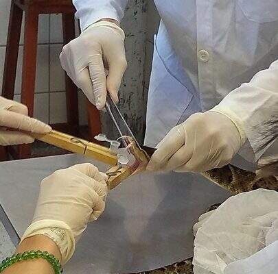Estudantes de Medicina Veterinária aprimoram conhecimento sobre serpentes e animais peçonhentos